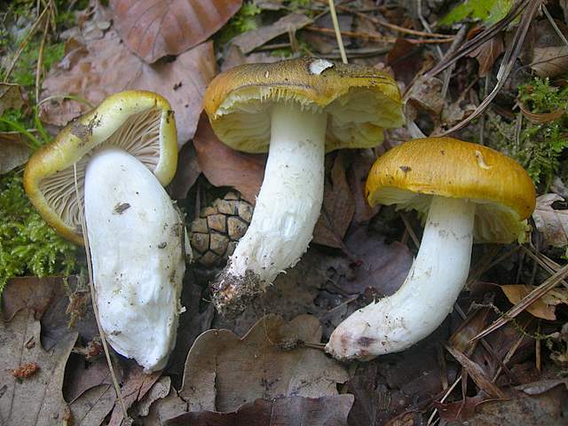 Tricholoma clavocystis